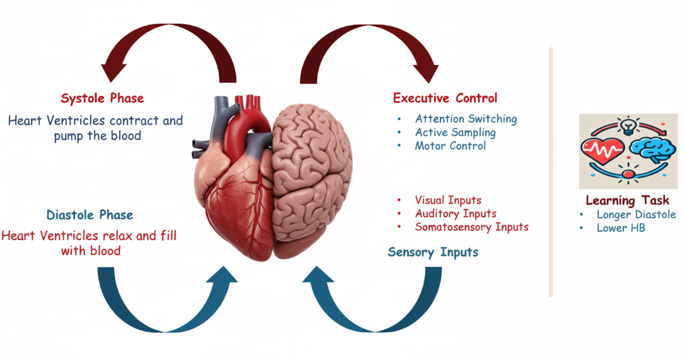 Heart-brain interaction diagram